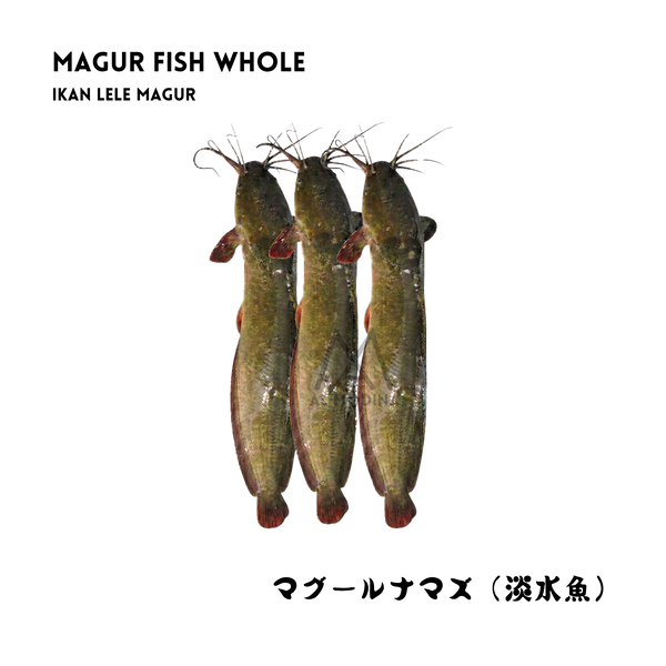 Whole magur catfish