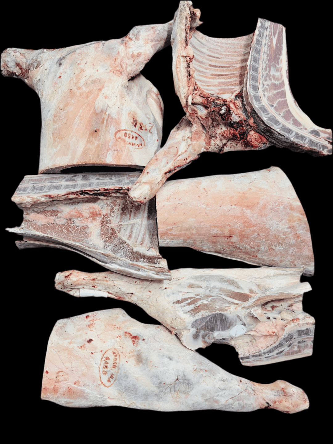 Lamb Carcase Whole 9~14Kg Size - AL MODINA