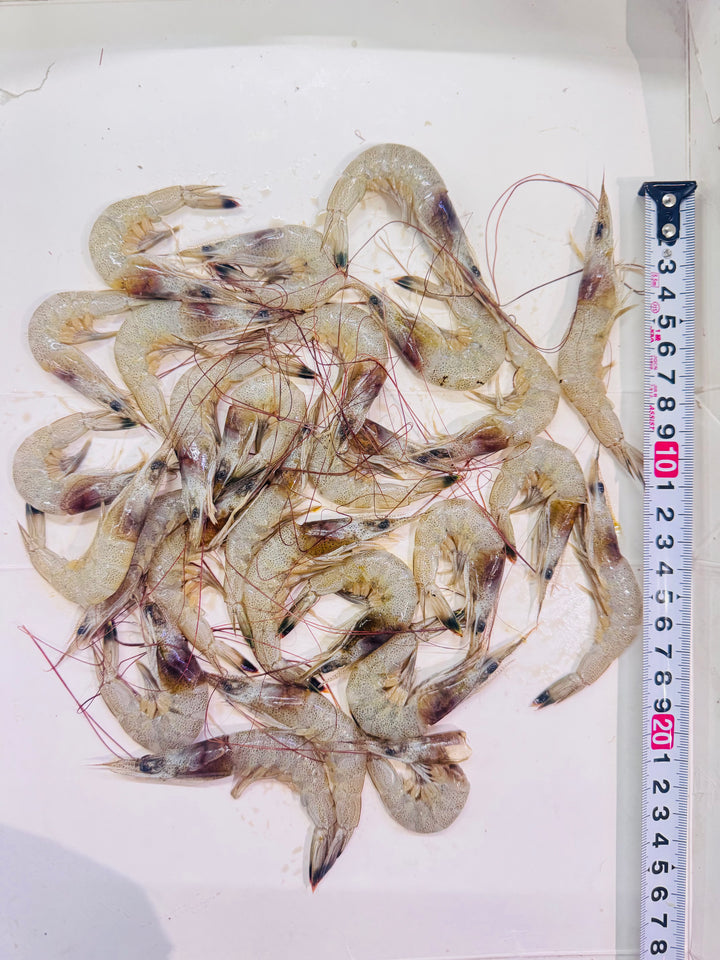 Tiger Shrimp 200g pack - AL MODINA