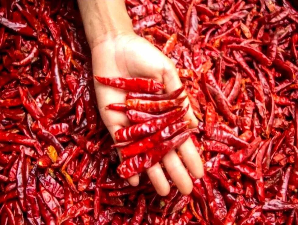 Whole dry chilli thailand - AL MODINA