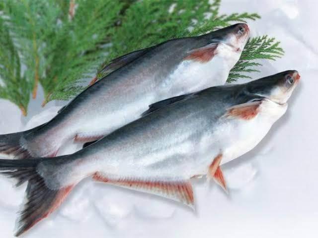 Pangas fish whole 3 kg up CUT - AL MODINA