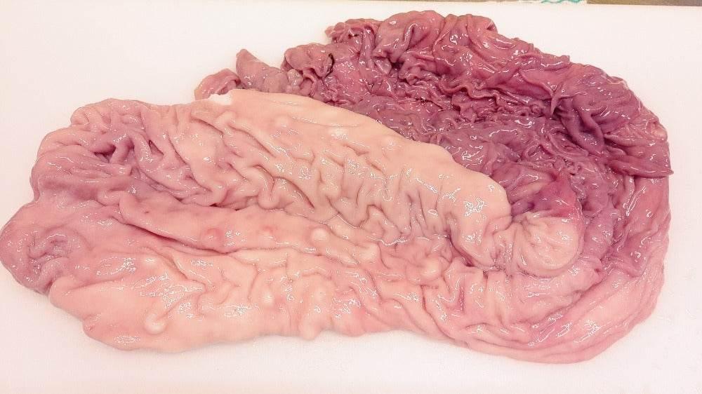 Beef hormone 牛ホルモン (ギアラ) 1 PC - AL MODINA