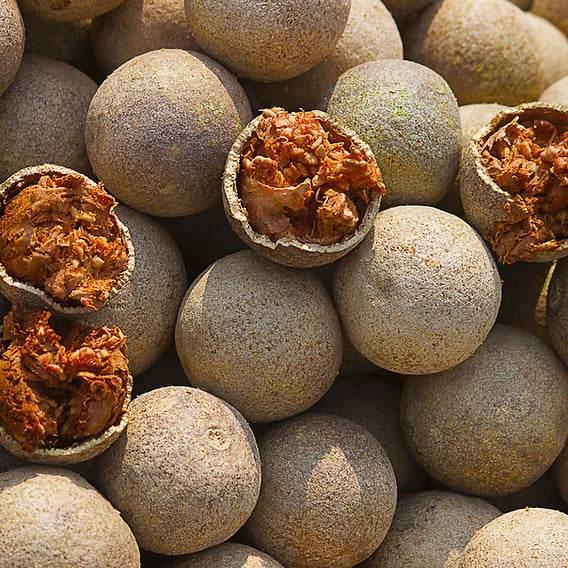 কদবেল Wood apple per kg তাজা বাংলাদেশি - AL MODINA