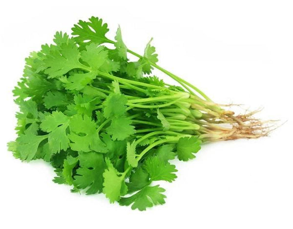 Fresh green coriander leaves with roots on a white background, also called dhaniya in Hindi