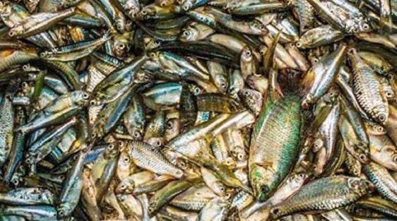 MIXED FISH 250g - AL MODINA