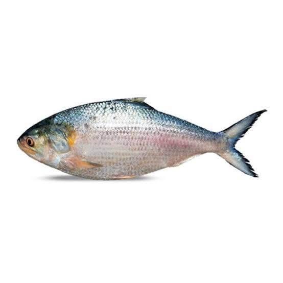 HILSHA JUMBO size 2kg up - AL MODINA