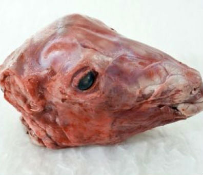 close-up of a raw sheep's head on a white surface, showing the eye and textured skin
