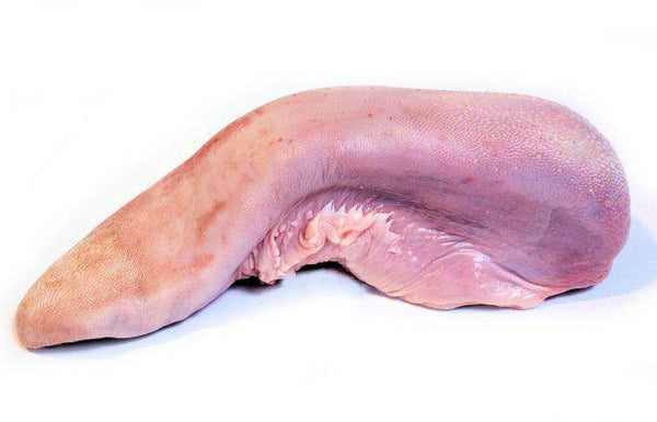 Raw whole ox tongue on white background, fresh beef offal meat for cooking