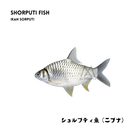 Shorputi fish, single piece pack