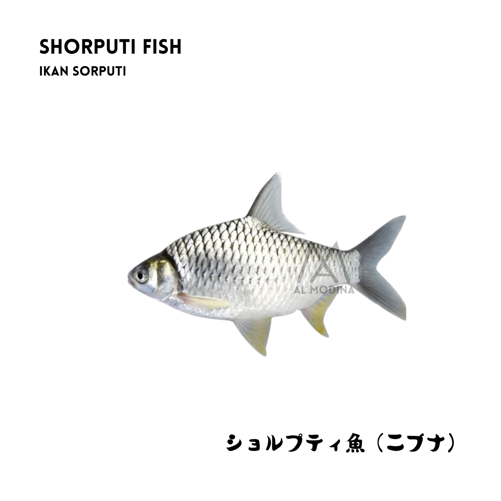 Shorputi fish, single piece pack