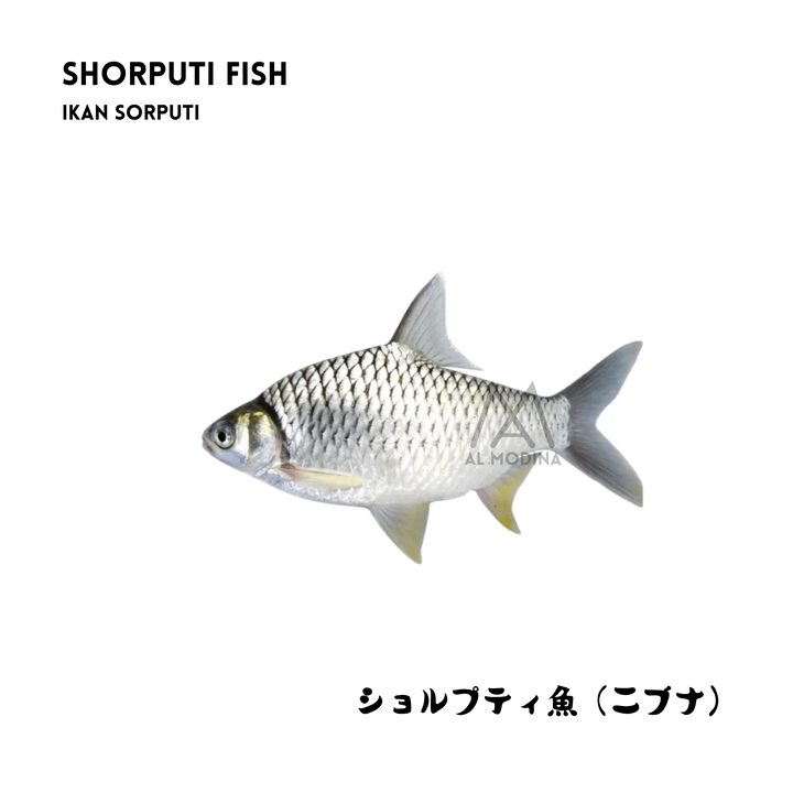 Shorputi fish, single piece pack
