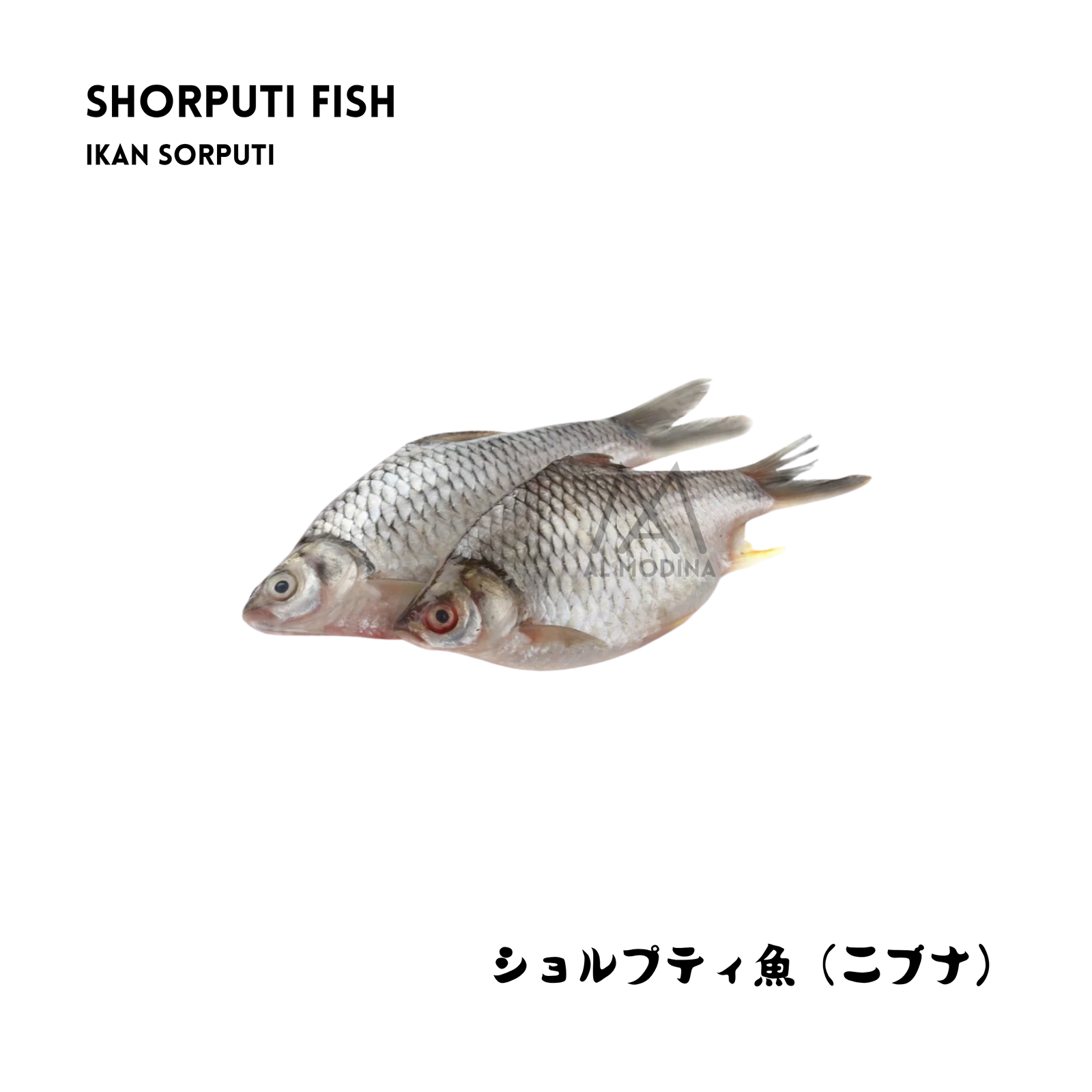 Shorputi fish, double piece pack