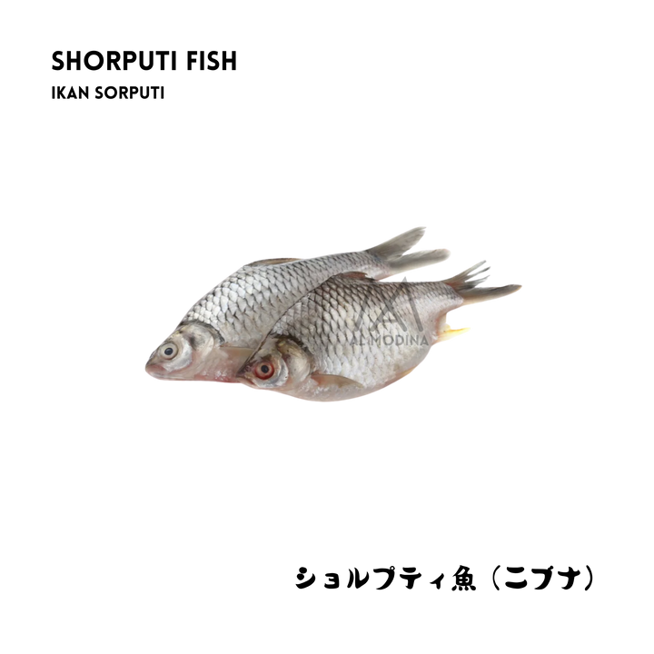 Shorputi fish, double piece pack