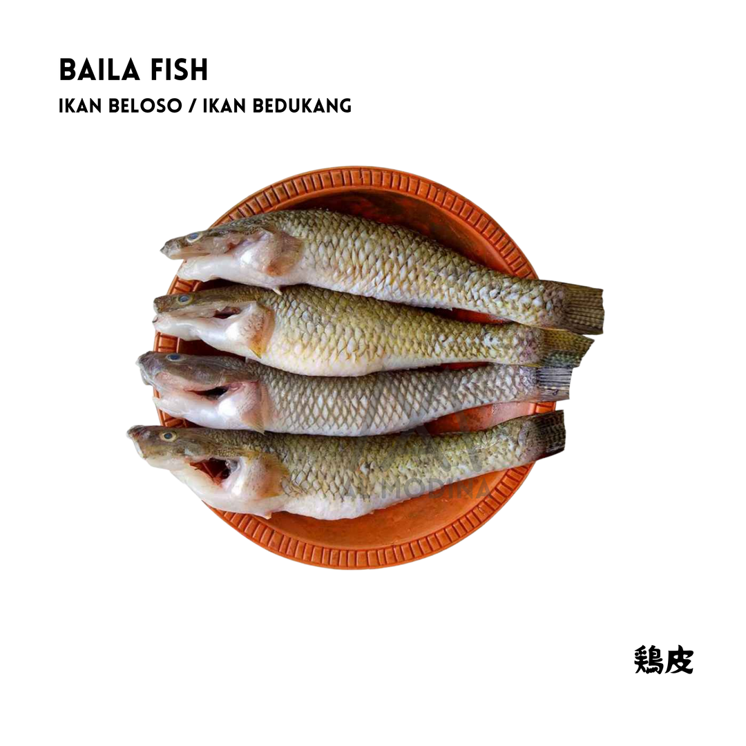 Baila fish 500g (Ikan Beloso / Ikan Bedukang)