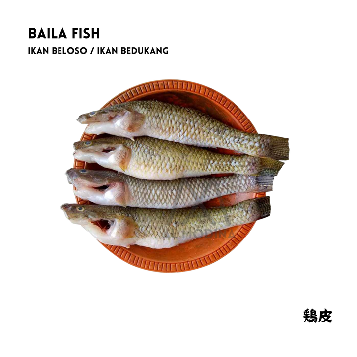 Baila fish 500g (Ikan Beloso / Ikan Bedukang)