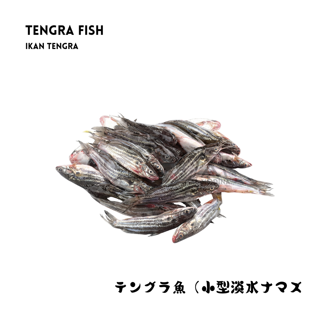 Tengra fishs (In Bulk)