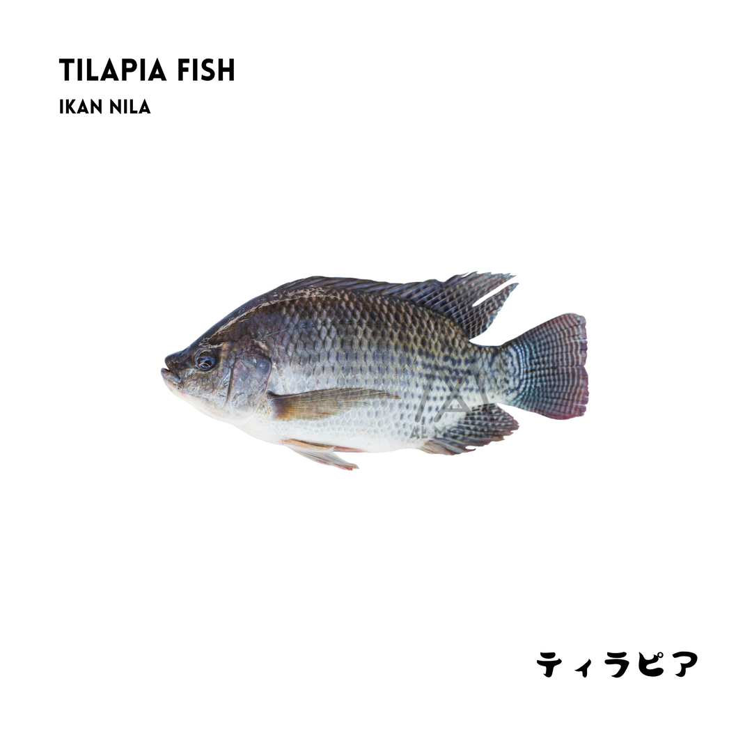 Tilapia fish, single piece