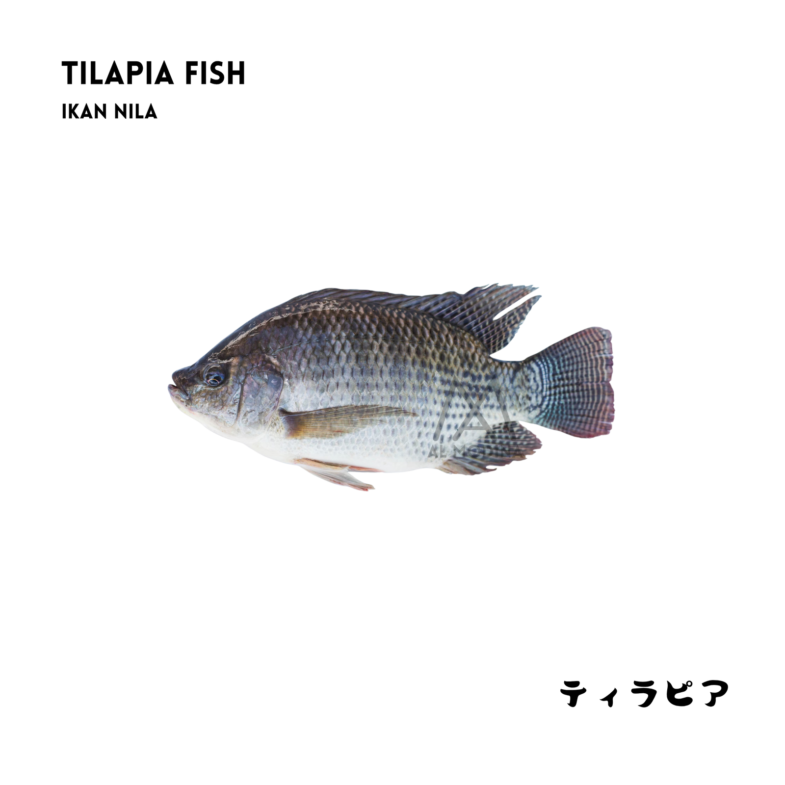 Tilapia fish, single piece