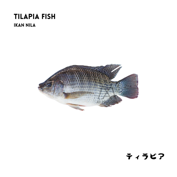 Tilapia fish, single piece