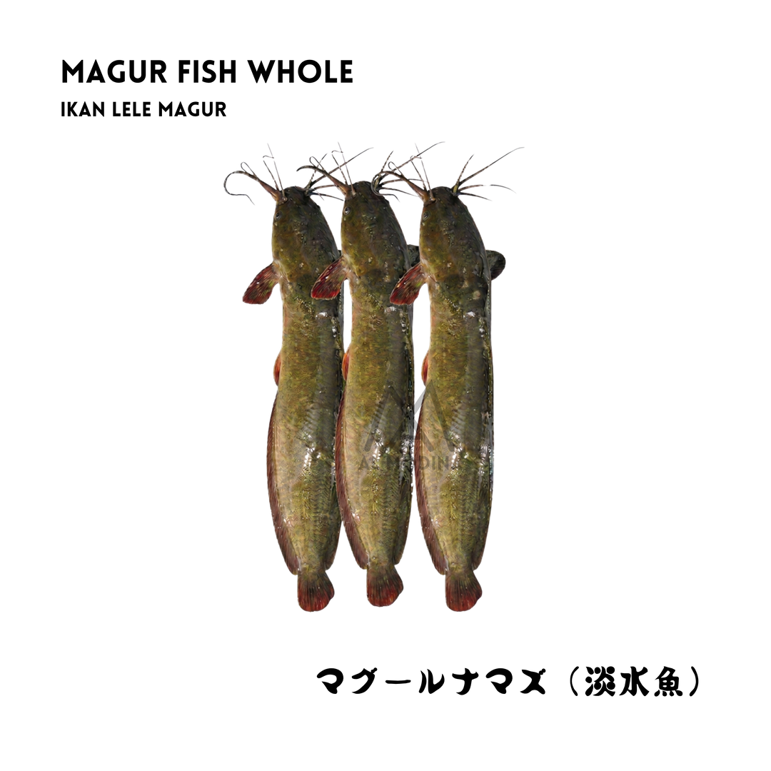 Whole magur catfish