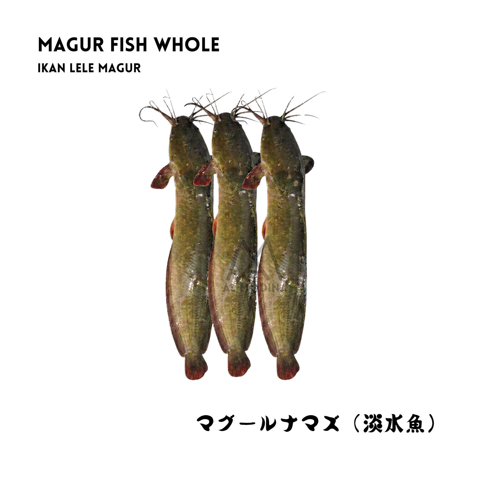 Whole magur catfish
