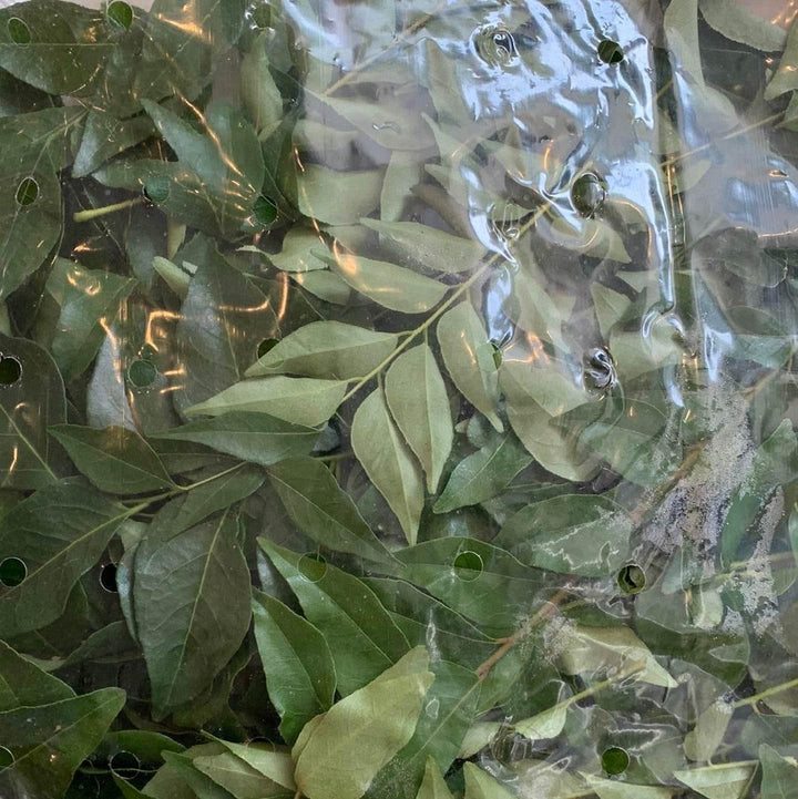 FRESH Curry Leaves - AL MODINA