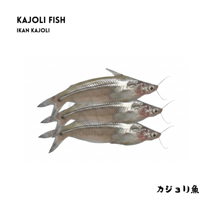 Kajoli Fish 200gm