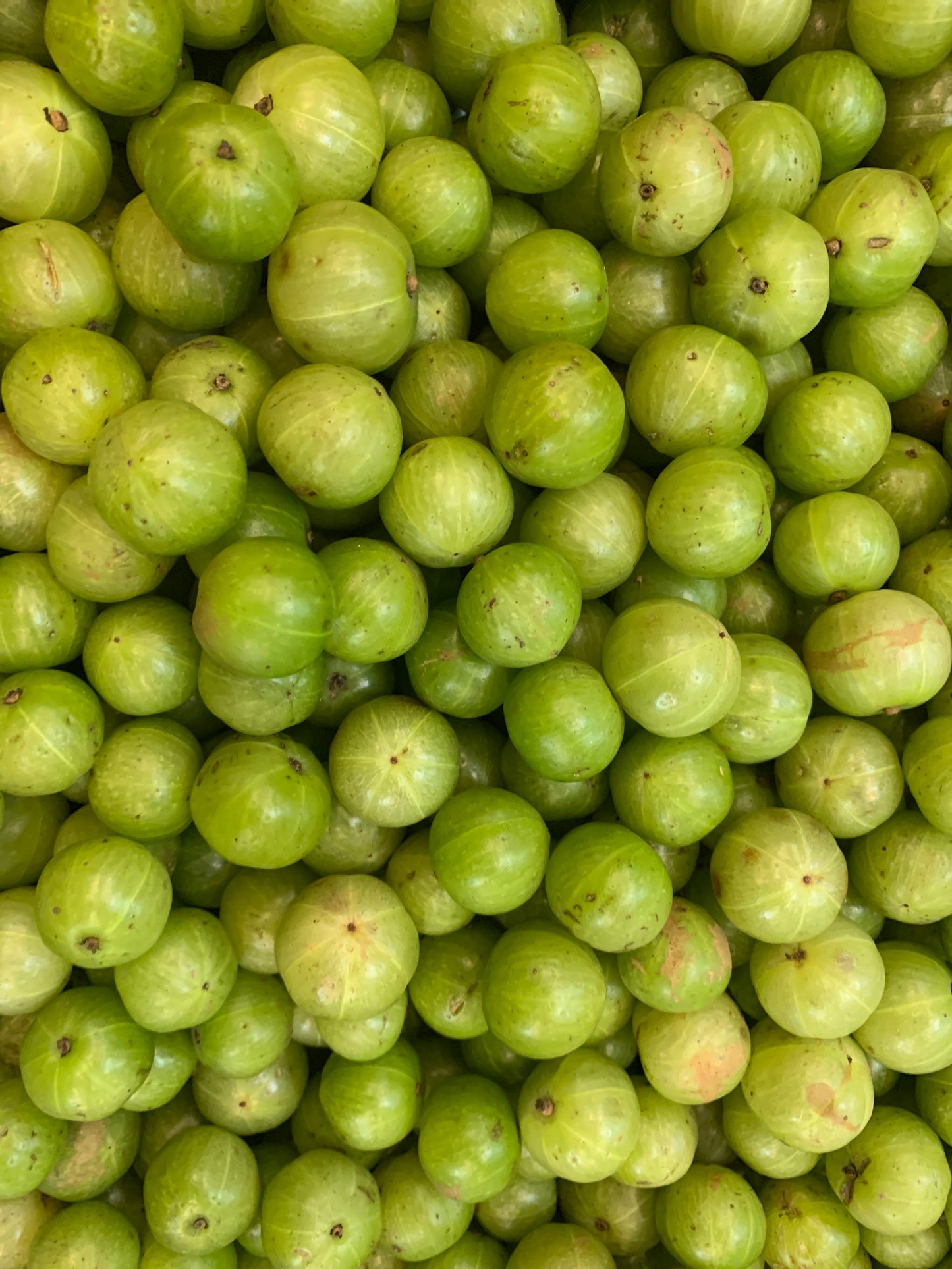 Amla fresh Bangladeshi বাংলাদেশি আমলকি