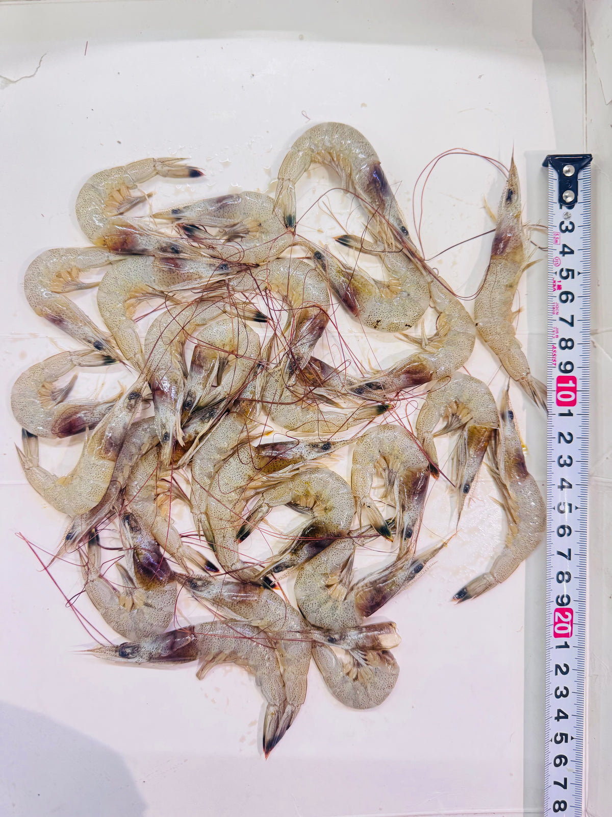 Tiger Shrimp 200g pack - AL MODINA