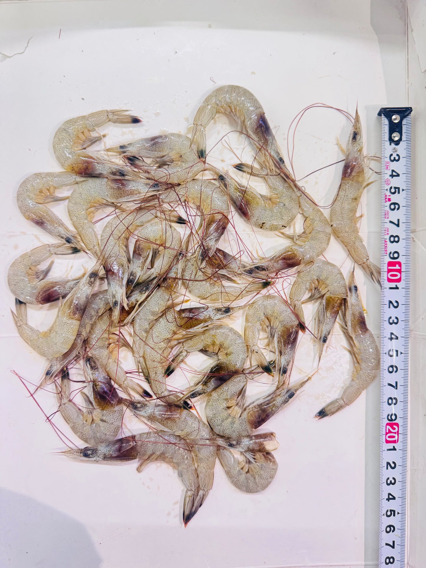 Tiger Shrimp 200g pack