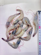 Tiger Shrimp 200g pack - AL MODINA