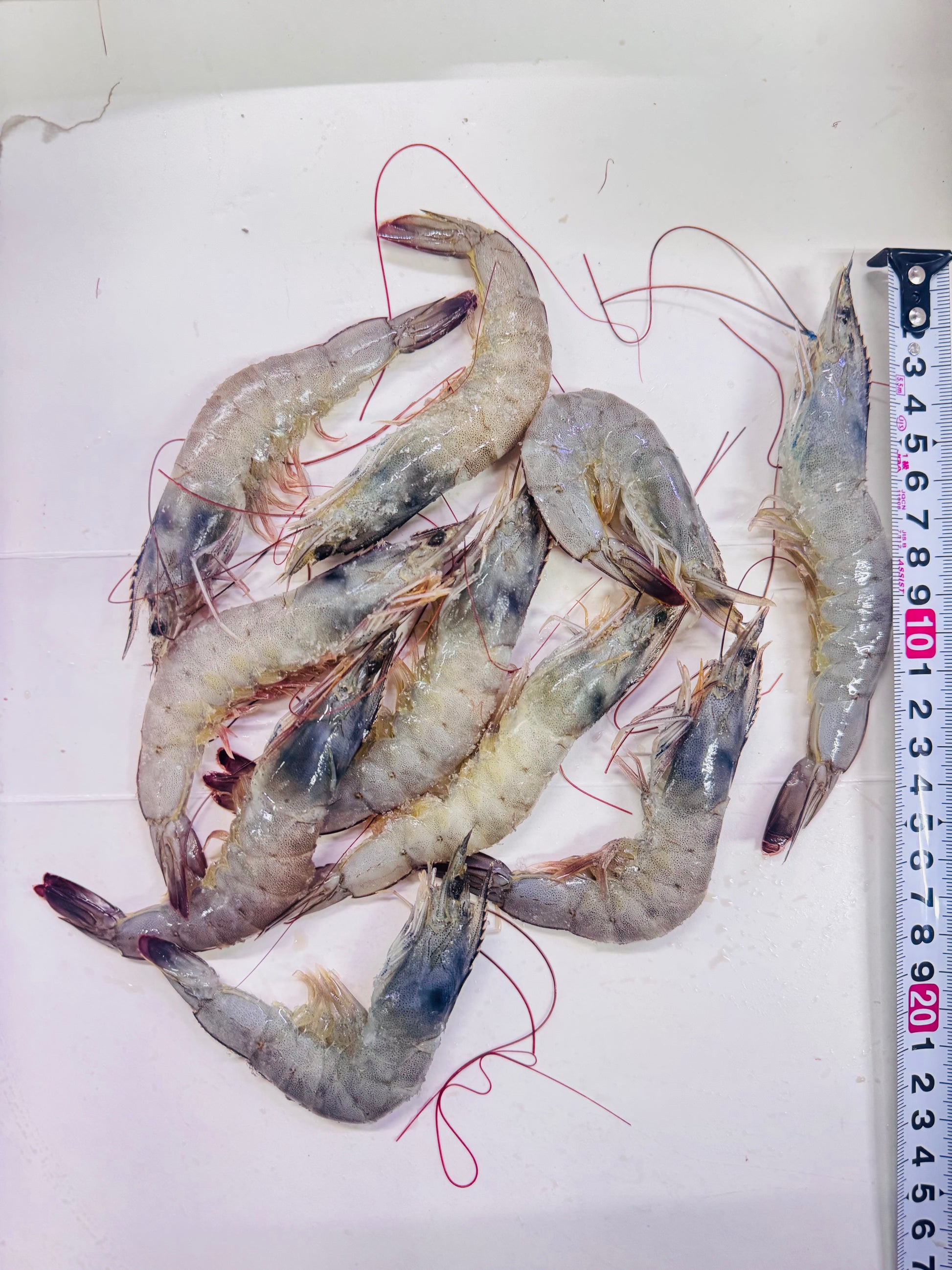 Tiger Shrimp 200g pack - AL MODINA