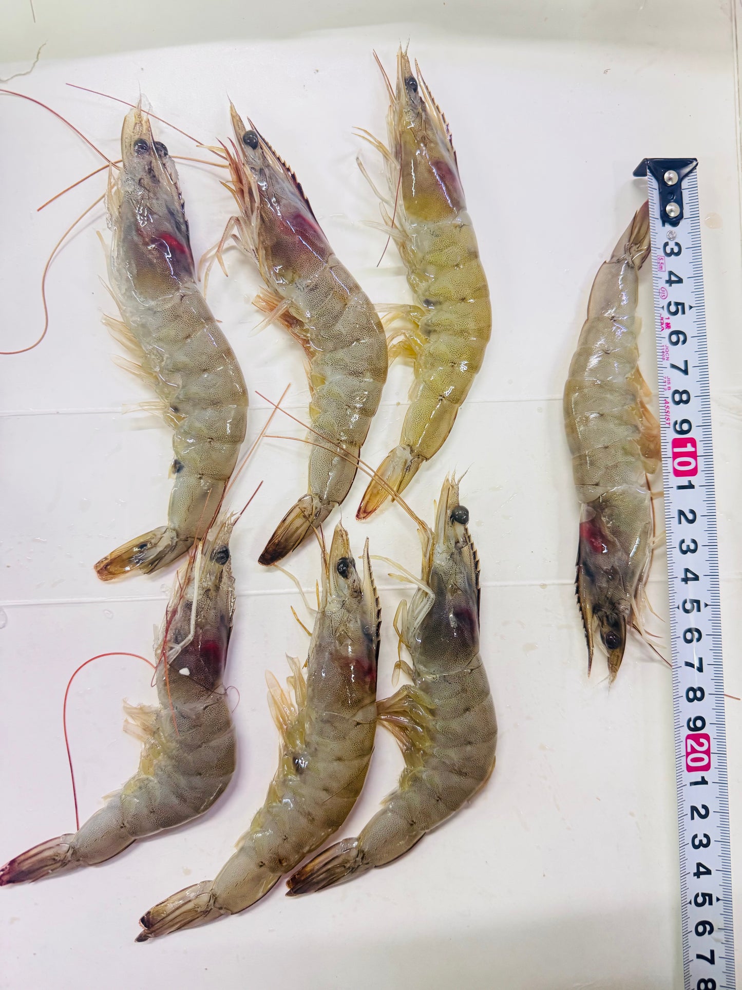 Tiger Shrimp 200g pack