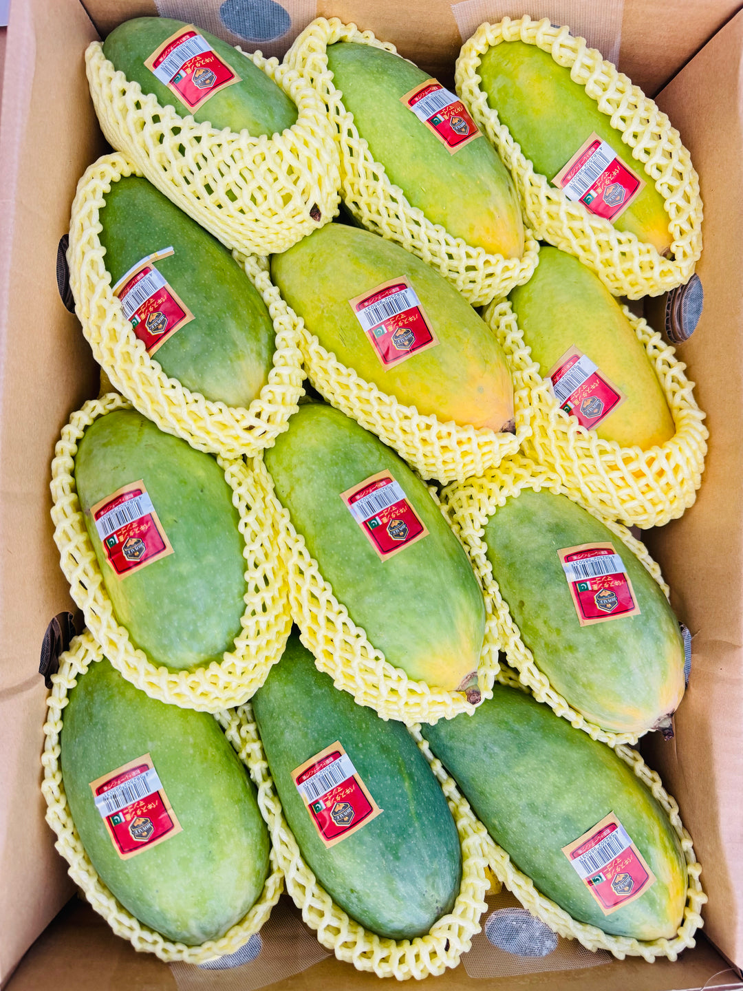 Mango 2025 Shindri 