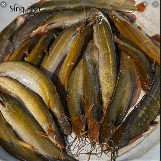 Shing fish 500G - AL MODINA