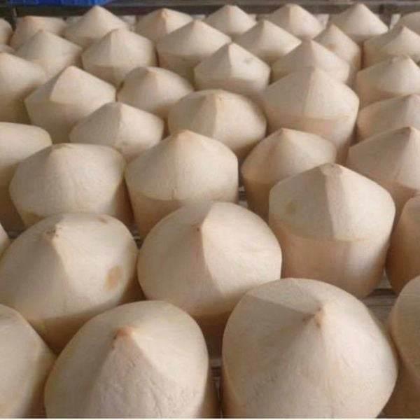 Fresh coconut - AL MODINA