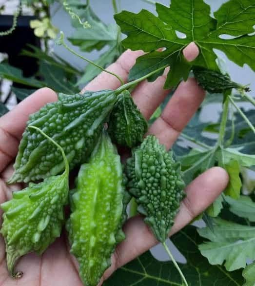 Fresh small korola 500 gram up - AL MODINA