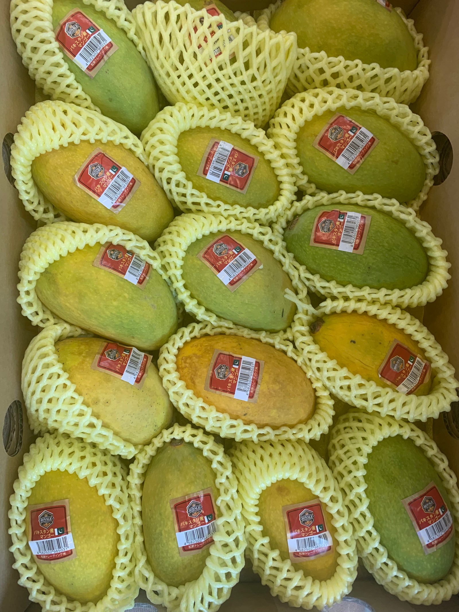 Last year Mango 2024