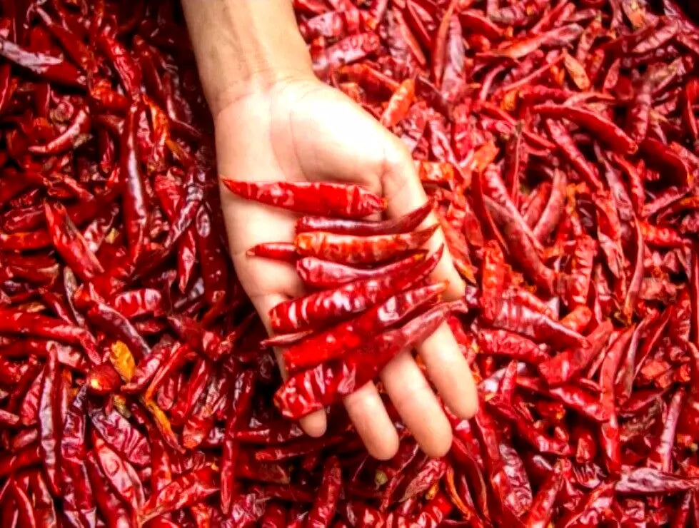 Whole dry chilli thailand