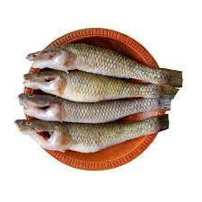 Baila fish 500 - AL MODINA