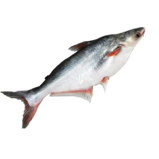 Pangas fish whole 3 kg up CUT - AL MODINA