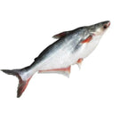 Pangas fish whole 3 kg up CUT - AL MODINA