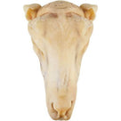 SHEEP HEAD WHOLE - AL MODINA