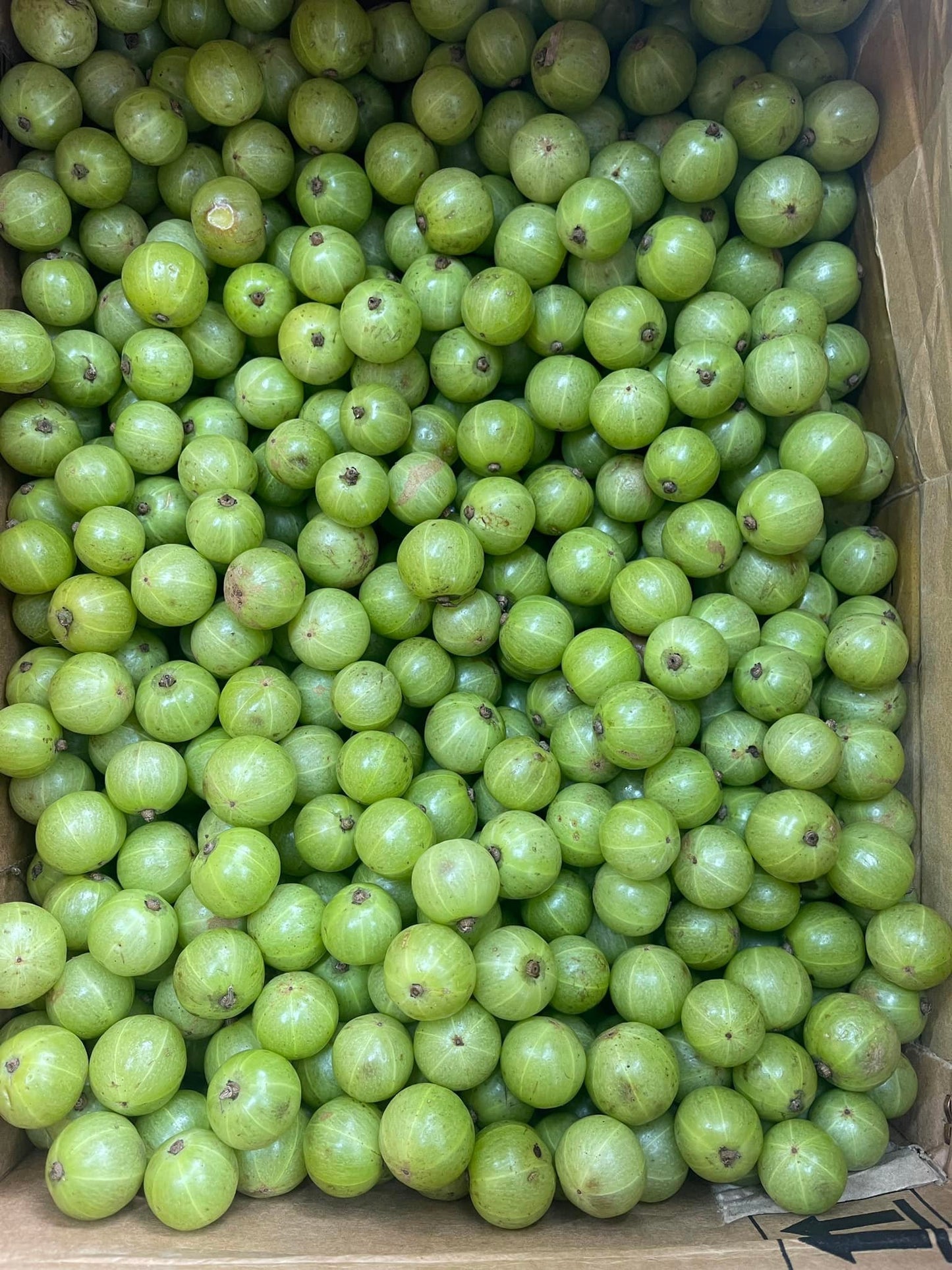 Amla fresh Bangladeshi বাংলাদেশি আমলকি