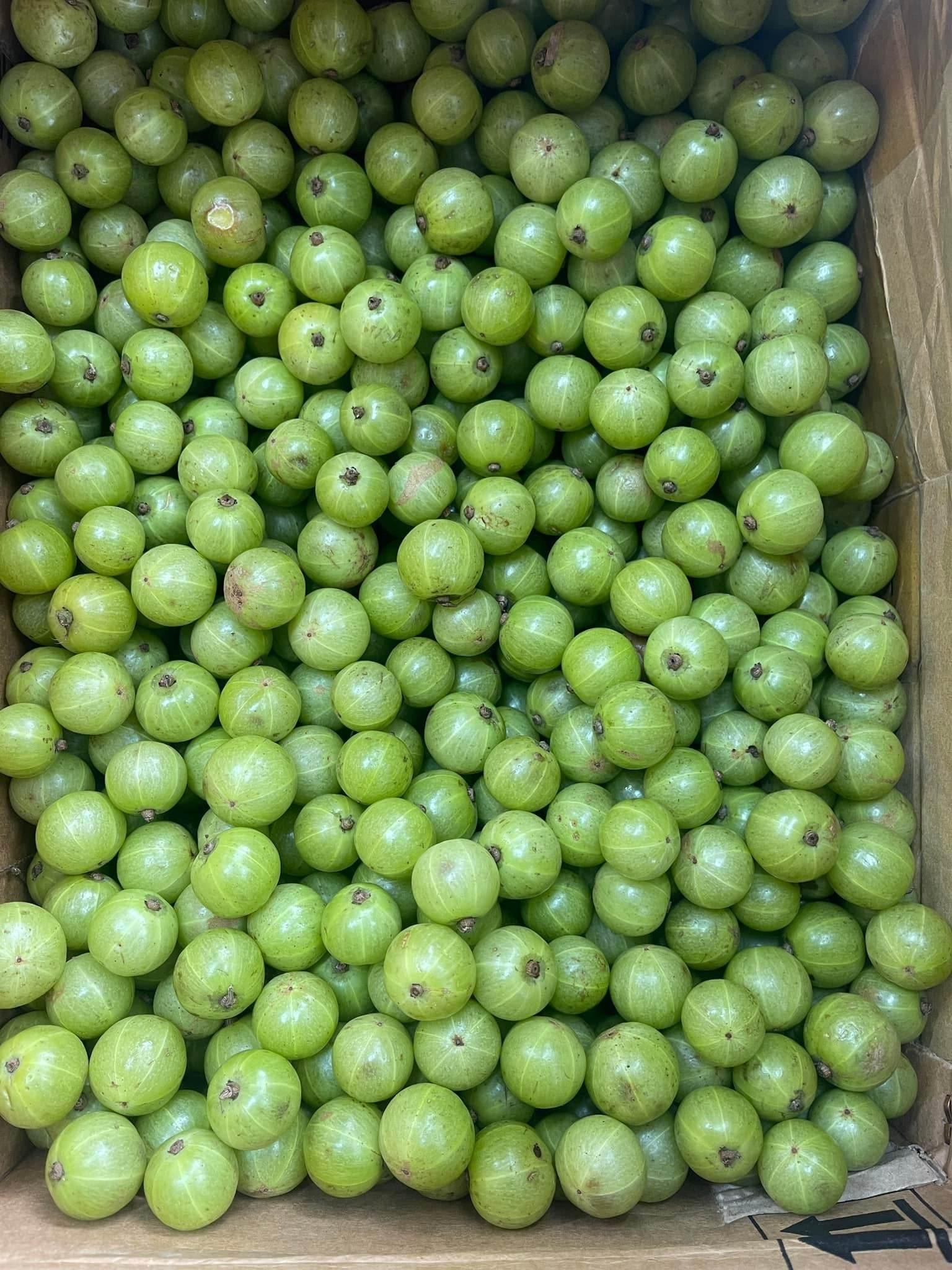 Amla fresh Bangladeshi বাংলাদেশি আমলকি - AL MODINA