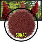 Sumac spice powder in front of ripe red sumac fruit clusters on green leaves