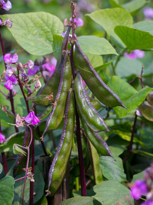 Fresh শিম Snap Bean 500g