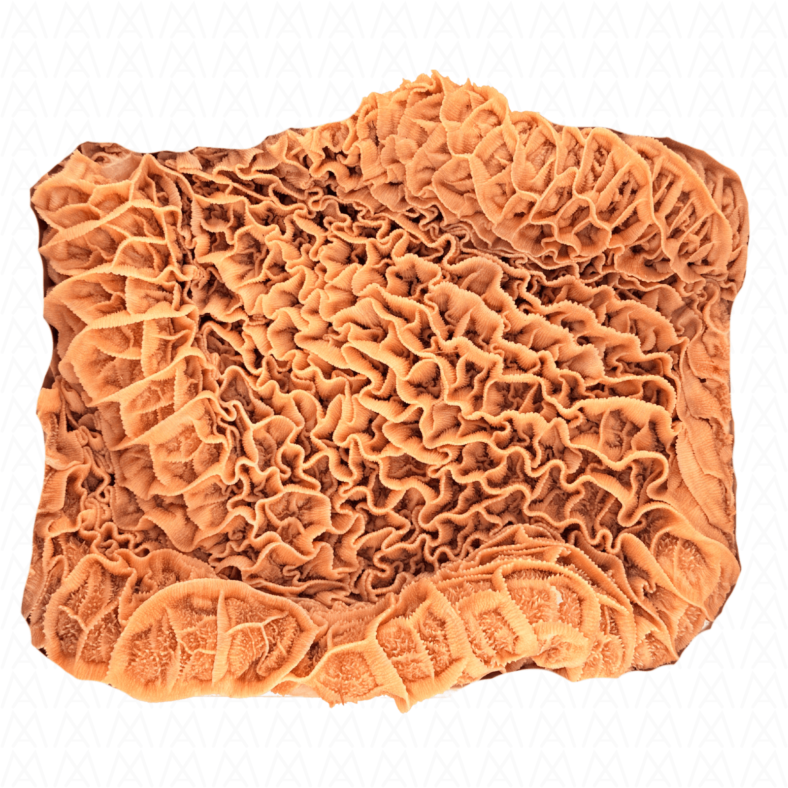 Beef Black Tripe (Hachinosu) 1KG UP - AL MODINA