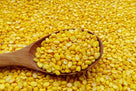 MUNG DAL - AL MODINA
