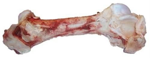 Fresh large raw beef marrow bone with visible bone and meat sections isolated on white background